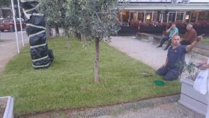 A worker kneels on the grassy verge beside a young olive tree, gesturing to the right as cafe patrons sit at tables in the background.
