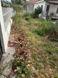 Overgrown backyard with dry grass and weeds, scattered red petals along a concrete path beside a white fence and adjacent houses.