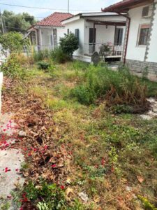 Overgrown front yard with tall weeds and dry grass beside white houses with red-tiled roofs and pink petals on the ground.