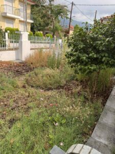 Overgrown garden area with tall weeds and a small tree near a residential fence and sidewalk.